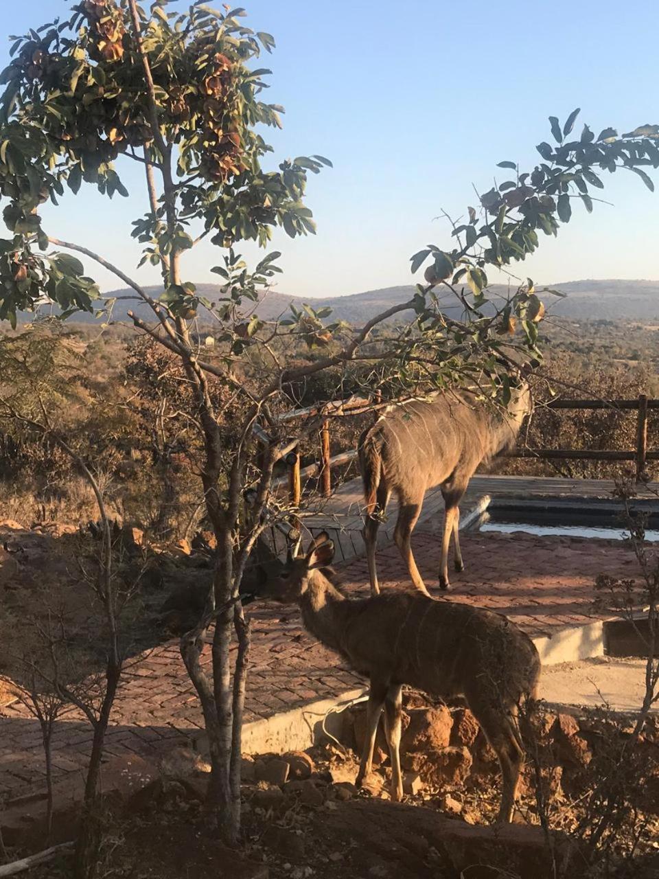 Lodge Twentyfour Mabalingwe Nature Reserve Bela-Bela Eksteriør billede