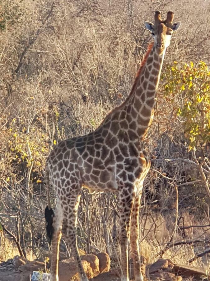 Lodge Twentyfour Mabalingwe Nature Reserve Bela-Bela Eksteriør billede